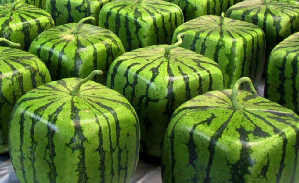 Do Square Watermelons Taste Different